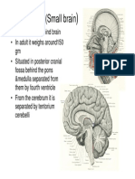 Cerebellum(Small Brain)