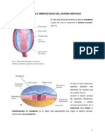 Desarrollo Embriológico Del Sistema Nervioso PDF