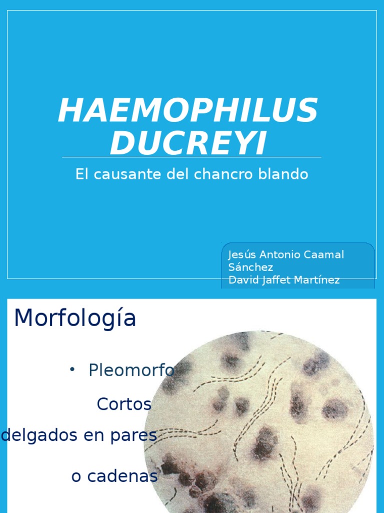 Haemophilus ducreyi y el chancro blando | PDF | Salud y bienestar ...