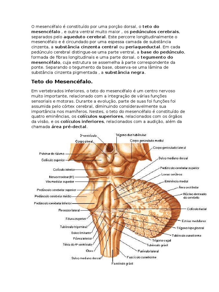 O Mesencéfalo | Órgão (Anatomia) | Anatomia
