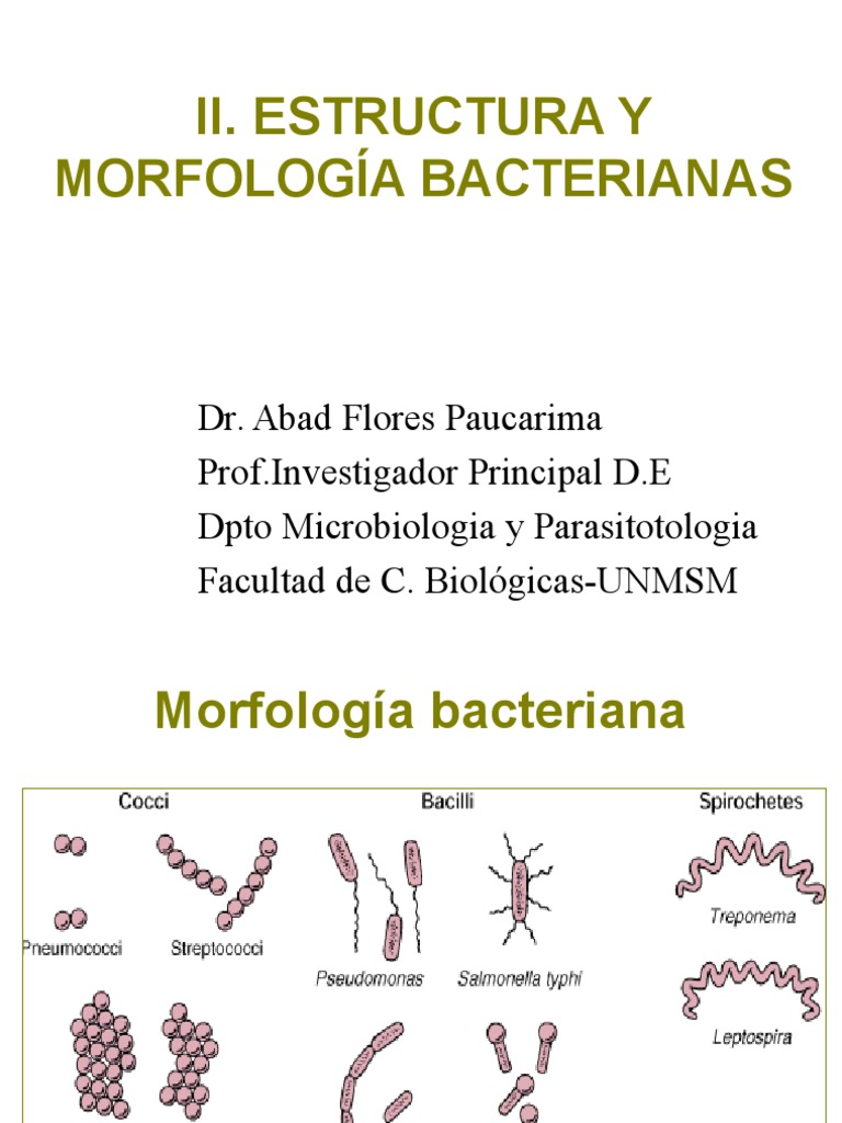 Estructura y Morfología Bacterianas | Descargar gratis PDF | Bacterias ...