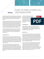 Guide To Subculturing in Cell Line Monolayers