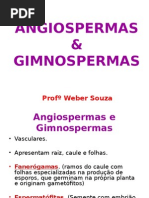 Angiospermas e Gimnospermas - 2ºano