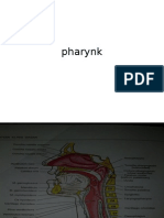 Pharynk