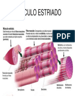 Fisiologia de Contraccion Muscular