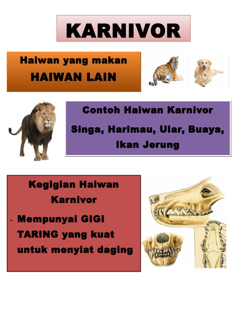 Gambar Haiwan Karnivor Englshkari