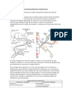  Sistema Nervioso Periferico 