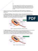 Células Procarionte y Eucarionte