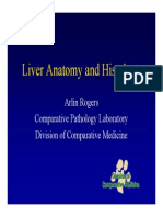 Liver Anat