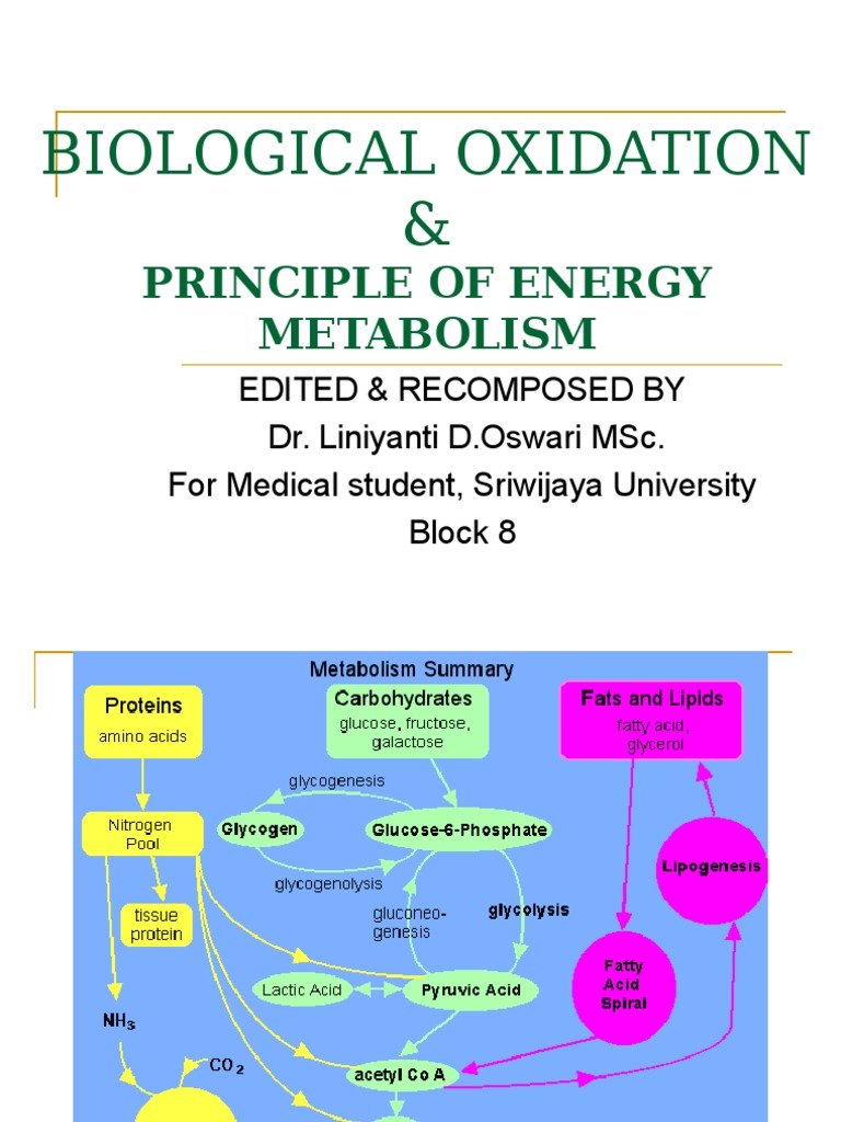 Energy Metabolism and Biological Oxidation | PDF | Adenosine ...