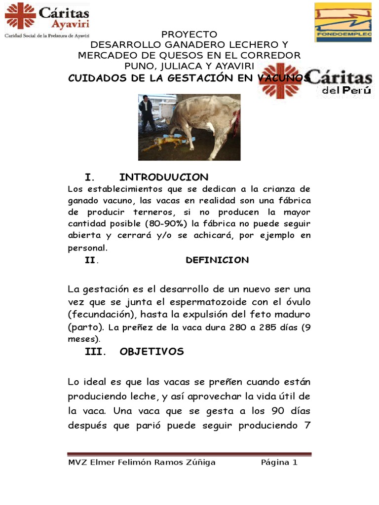 Cuidados en la Gestación Bovina | PDF | Parto | Vacas