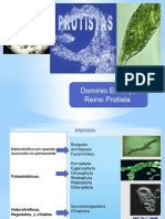 Reino Protista: Algas y Protozoos en