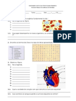 Ficha Sistema Circulatorio 1