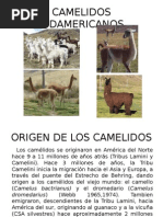 Camelidos Sudamericanos