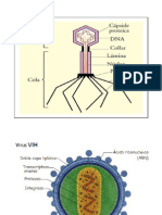 Virus Biologico