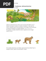 Cadenas Alimentarias