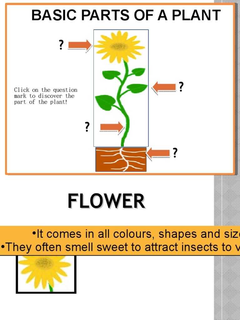 Parts of Plant Quiz | PDF | Science & Mathematics