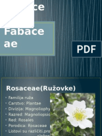Rosaceae I Fabaceae