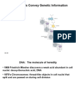 Lecture 2 Genetic Information - PPT Protein Synthesis - PPT Genetic Engineering - PPT Genetic Counselling