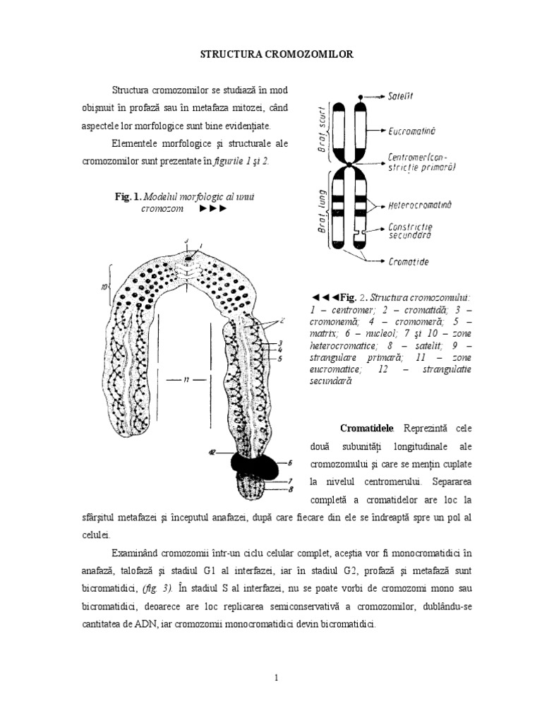 2 Cromozom PDF PDF