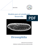 Modelo de desarrollo embrionario: Drosophila melanogaster