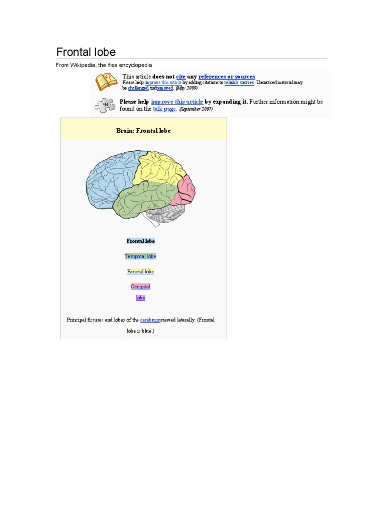 Frontal Lobe | PDF | Frontal Lobe | Cerebral Cortex
