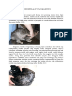 Psychogenic Alopecia Pada Kucing