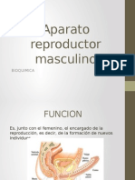 Aparato Reproductor Masculino