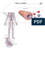 El Aparato Circulatorio Y La Sangre: Vaso Sanguíneo
