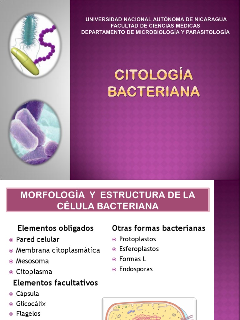 Sobre A Citologia Bacteriana E Correto Afirmar Que