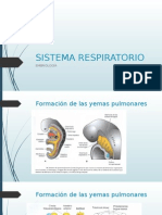 Sistema Respiratorio