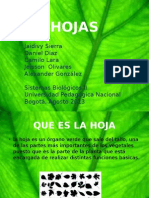 Exposicion Las Hojas