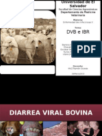 DVB e IBR