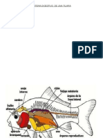 Sistema Digestivo de Una Tilapia