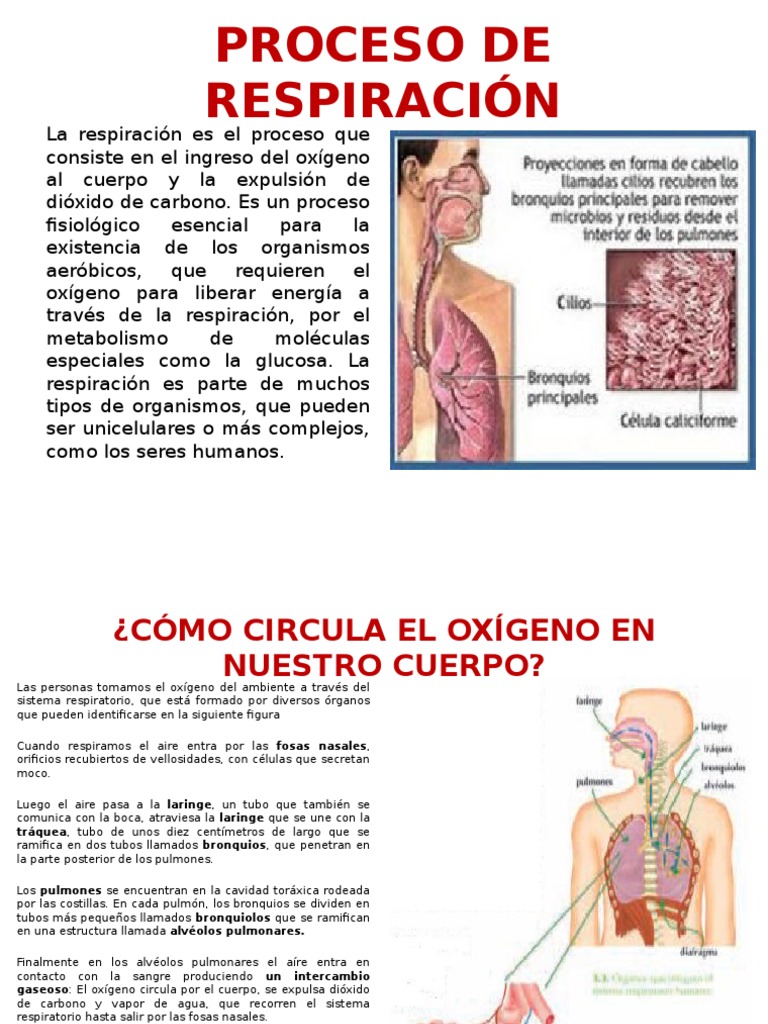 Exposicion Proceso de Respiración