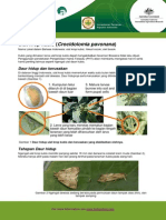 Cabbage Head Caterpillar Fact Sheetind 2010-09-14 Ulat Krop Kubis On 2-5-15