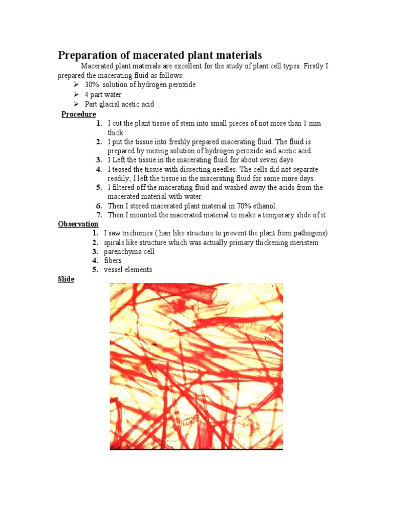Maceration Techniques for Plant Study | PDF | Tissue (Biology) | Plant Stem