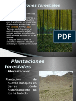 Plantaciones forestales