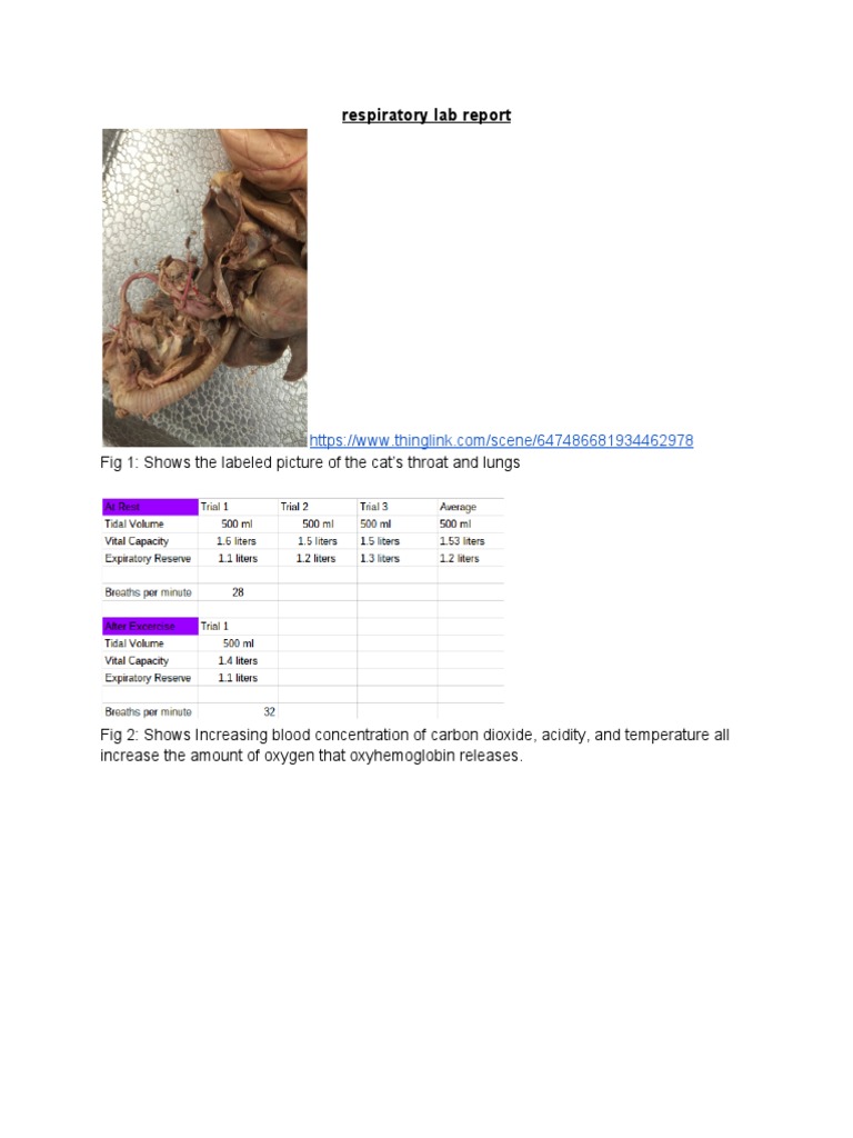 Respiratory Lab Report Overview | PDF