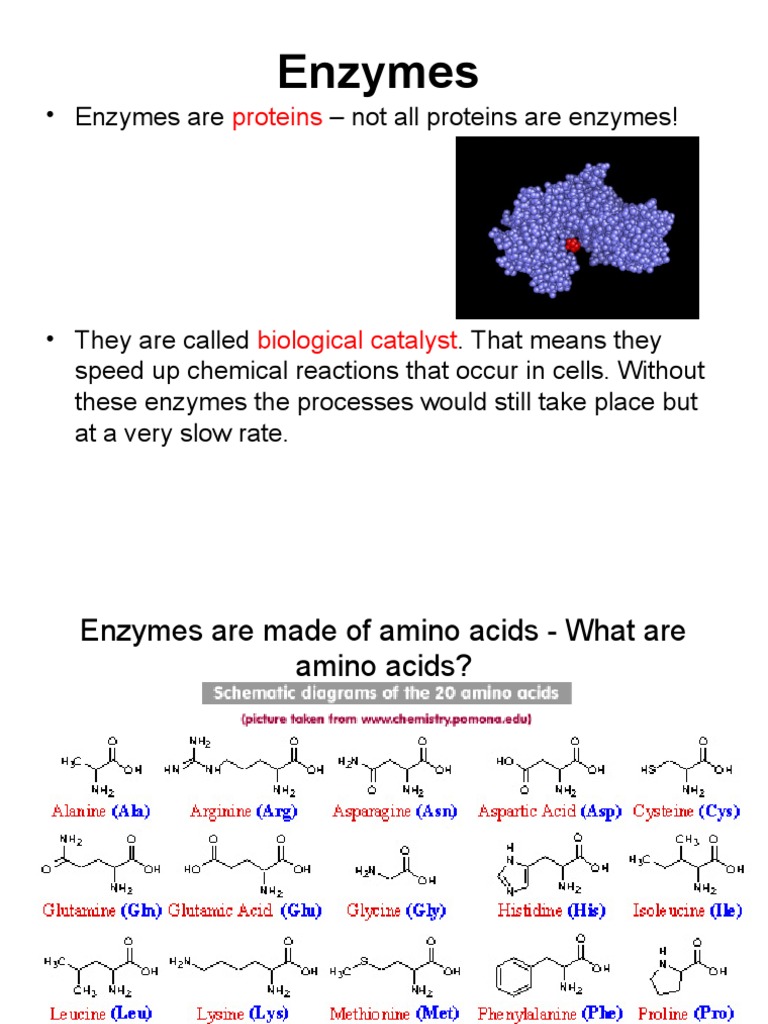 enzymes Enzyme Proteins
