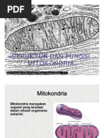 Download Struktur Dan Fungsi Mitokondria by Rizukipajyaru SN26527201 doc pdf