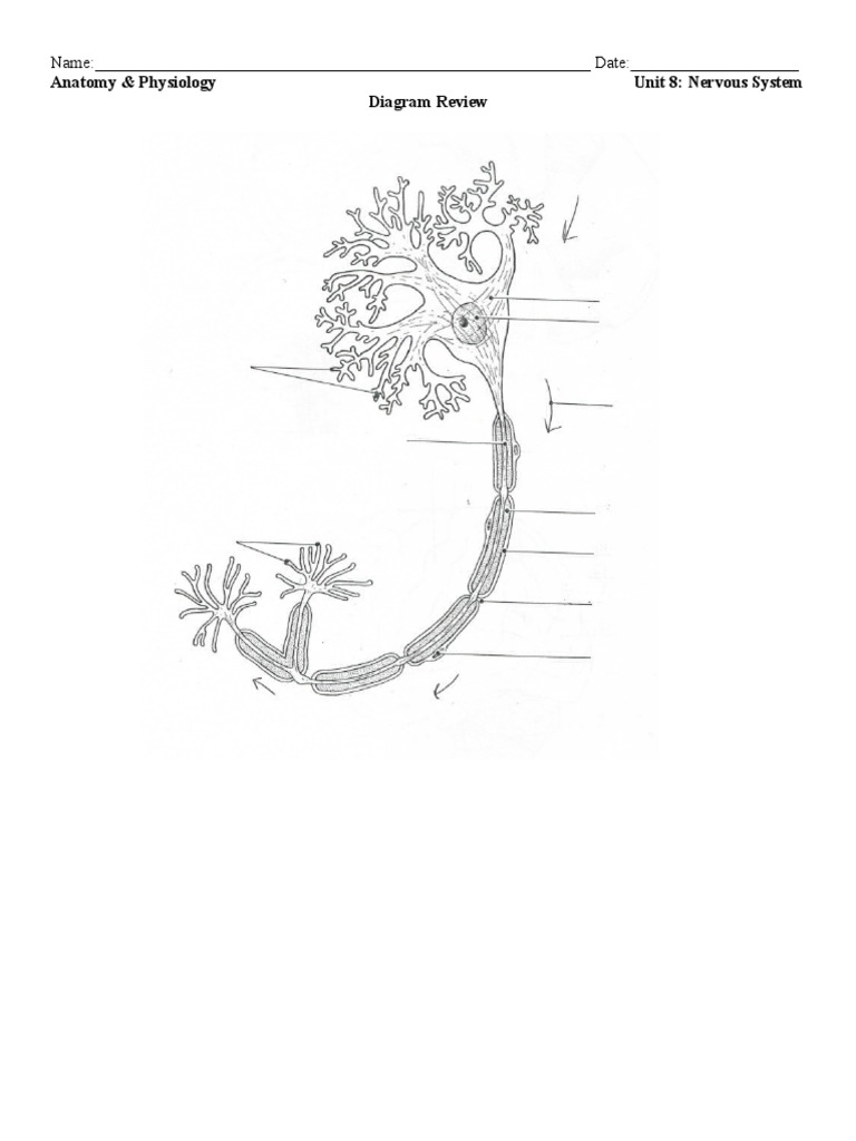 Nervous System Diagram Review | PDF | Biology | Organisms
