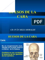 Huesos de La Cara