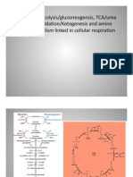 Linking Pathways For C N Metabolism