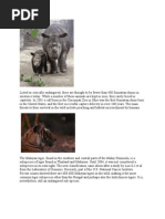Download Endangered Species Animals and Plants by mondayme SN26541401 doc pdf