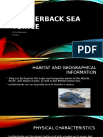 Leatherback Sea Turtle Final P