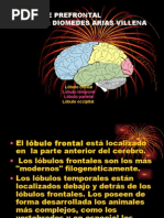 Sindrome Prefrontal