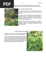 Erbe medicinali del Ticino