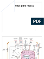 Imagenes Repaso Transduccion Senales