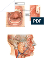 Arcadas Gingivodentales